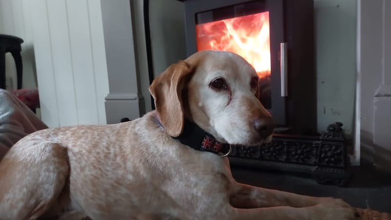 Dog by the fire